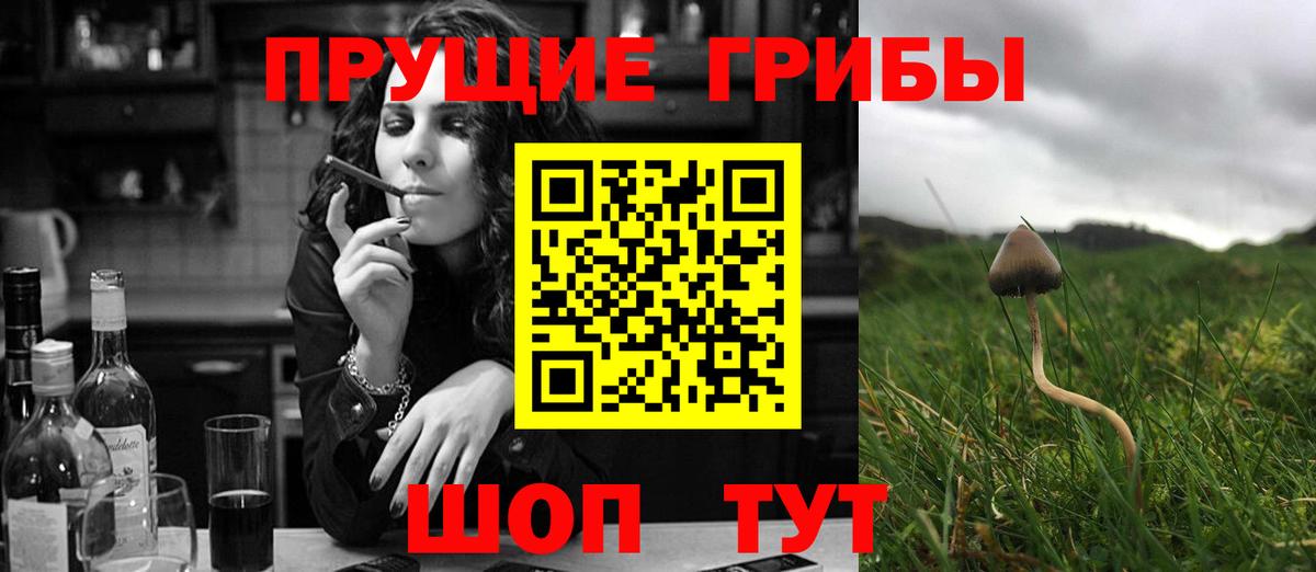 Галлюциногенные грибы Psilocybine cubensis Заинск